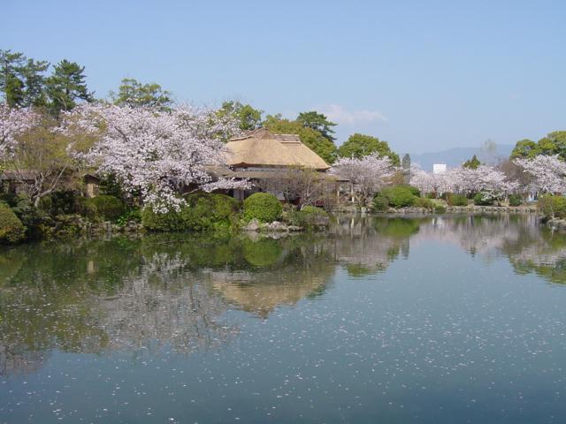 神野公園（桜）003